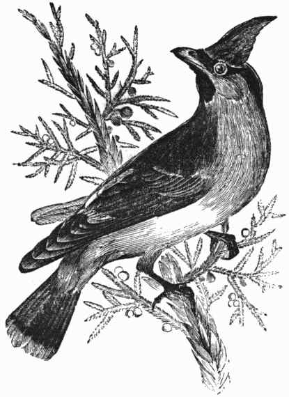 The Cedar Bird.