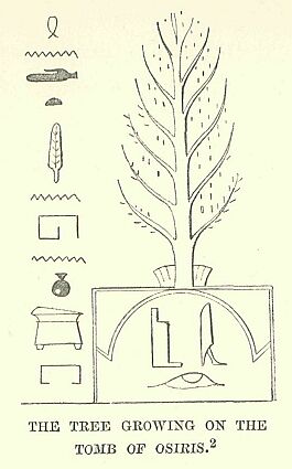 101.jpg the Tree Growing on The Tomb of Osiris 