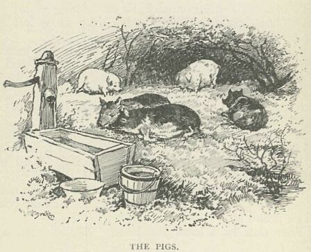 277.jpg the Pigs 