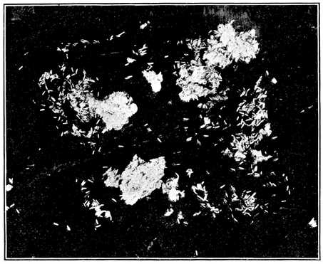 Fig. 4.--Eggs of the house fly.
About natural size. (Newstead.)