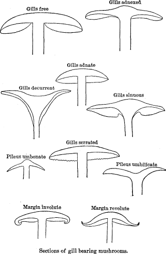 Sections of gill bearing mushrooms.
Gills adnexed/ Gills free/ Gills adnate/
Gills decurrent/ Gills sinuous/ Gills serrated/
Pileus umbonate/ Pileus umbilicate/
Margin involute/ Margin revolute