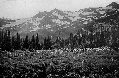 A field of bear-grass