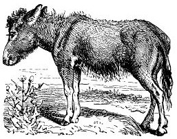 THE DONKEY.