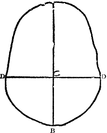 Outline of a skull viewed from below.