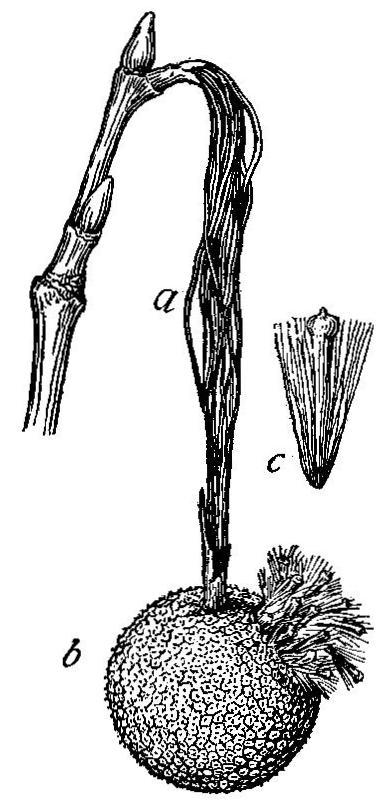 Stem and fruits of buttonwood