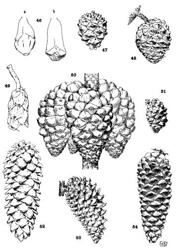 PLATE IV. THE CONE