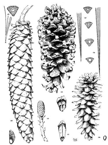 PLATE X. P. LAMBERTIANA (100-102), AYACAHUITE (103-107)