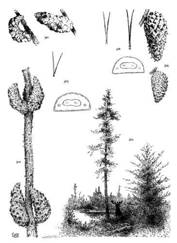 PLATE XXXV. P. BANKSIANA (301-304), CONTORTA (305, 306)