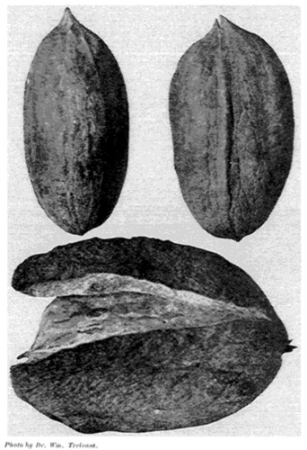 Photo by Dr. Wm. Trelease.

Fig. 16. The Schneck Hybrid.