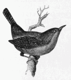 The Wren