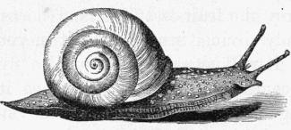 snail