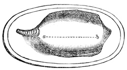 Saddle of mutton