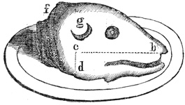 Calf's head cuts