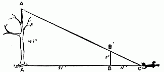 Diagram B. To Measure Height of Tree, Etc.