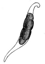 Fig. 72.