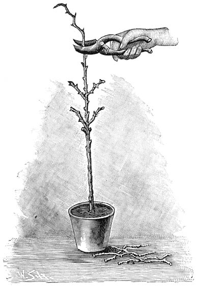 Fig. 50. Snoeien van een jonge stamroos met een rozenschaar.