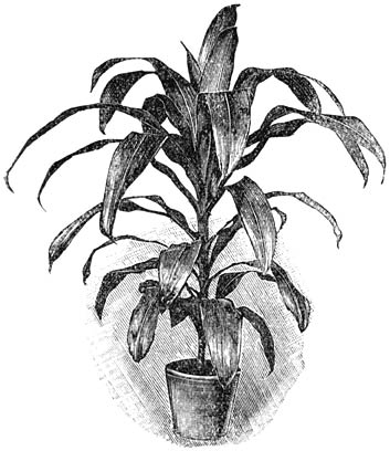 Fig. 235. Dracæena fragrans.