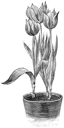 Fig. 287. Pot met enkele Tulpen.