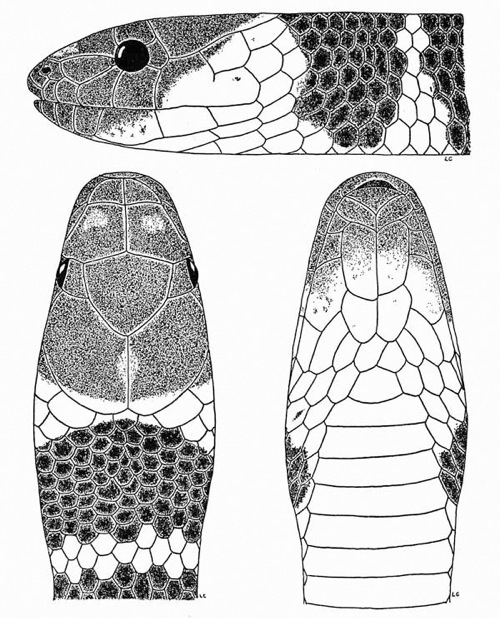 Scale pattern on nead of snake