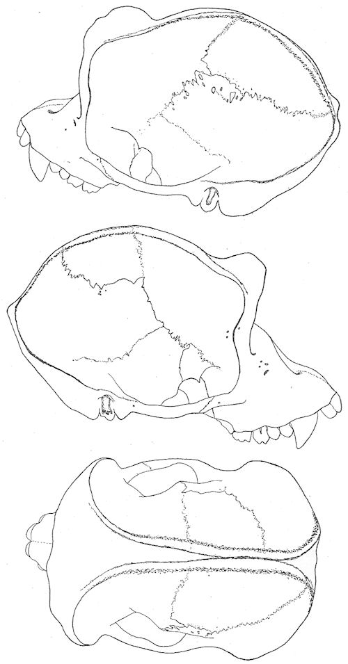 Skull views