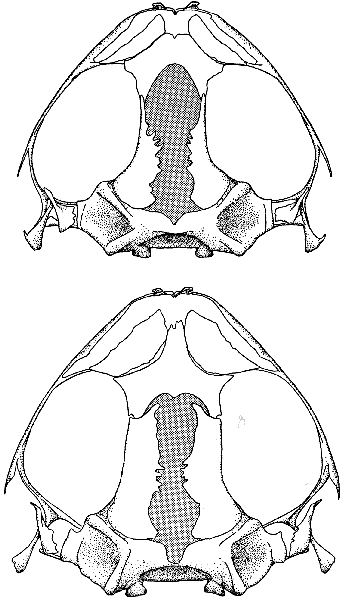 Skulls Dorsal View