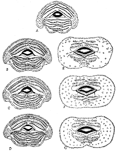 Mouthparts of tadpoles