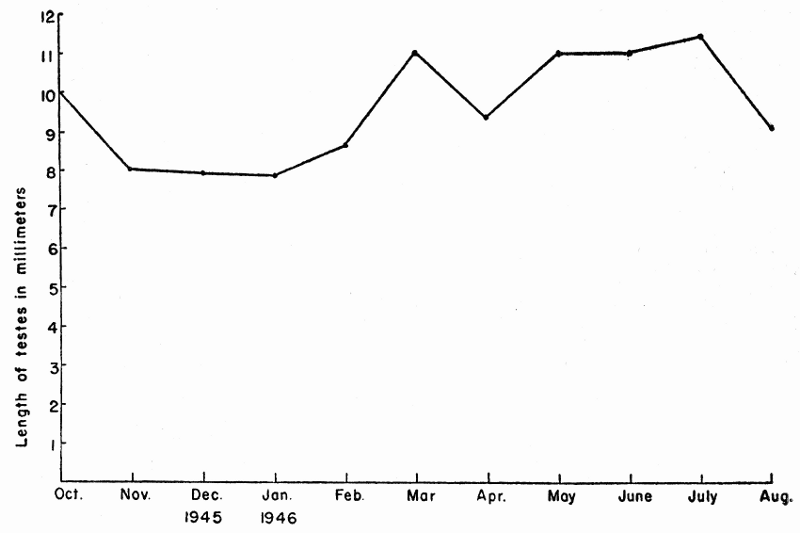 Figure 3. Seasonal Changes in the Length of Testes.