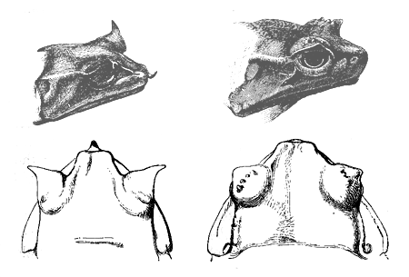 Fig. 32. Megalophrys montana. The two left-hand figures, the male; the two
right-hand figures, the female.