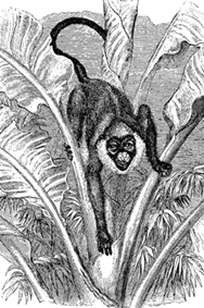 Fig 75. Cercopithecus petaurista (from Brehm)