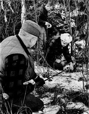 Figure 6.—A choker was used to restrain wolves
caught in traps. (Photo courtesy of D. L.
Breneman.)