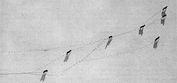 Figure 15.—The wolves studied soon became accustomed to the aircraft and
could then be observed during their natural activity. (Photo courtesy of
L. D. Mech.)