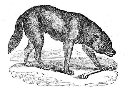 A
wolf