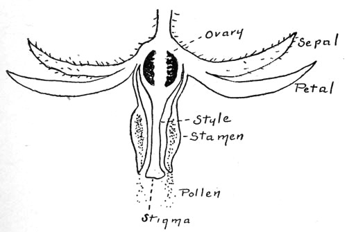 Figure 3.—Long section of tomato flower.