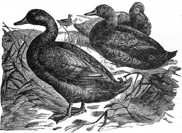 CAYUGA DUCKS.