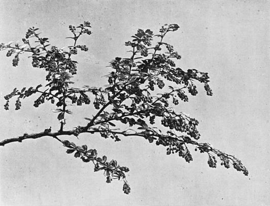 [Illustration: Berberis Darwinii, Hook.]