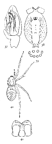 Figs. 37, 38, 39, 40, 41.
Anyphæna incerta.—37,
palpus of male.
38, under side of female
as far forward as
end of sternum. 39,
eyes from in front.
40, female enlarged
four times. 41, maxillæ,
labium, and ends
of mandibles.