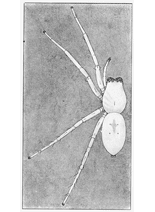 fig. 48. Female Clubiona crassipalpis,
enlarged four times.