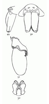 Figs. 49, 50, 51, 52. Clubiona
crassipalpis.—49,
head and mandibles of
male from the left side.
50, head and mandibles
of male from in front.
51, palpus of male. 52,
maxillæ, labium, and
ends of mandibles.