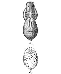 Figs. 166, 167. Lycosa
nidicola.—166, female
enlarged twice. 167,
under side of abdomen.