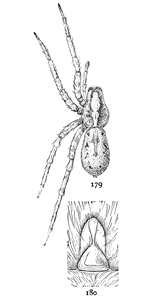 Figs. 179, 180. Lycosa
kochii.—179, female
enlarged twice. 180,
epigynum.