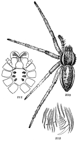 Figs. 210, 211, 212. Dolomedes
sexpunctatus.—210,
female enlarged twice. 211, under side
of cephalothorax. 212,
one of the feet, showing
three claws.