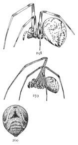 Figs. 258, 259, 260.
Theridium tepidariorum.