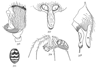 Figs. 354, 355, 356, 357, 358. Linyphia nigrina.—354, side of
male. 355, markings of back of female. 356, end of palpus
of male. 357, 358, epigynum.