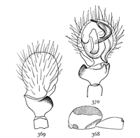 Figs. 368, 369, 370. Ceratinella lætabilis.—368,
outline of side of female enlarged
sixteen times. 369, 370, end of
male palpus.