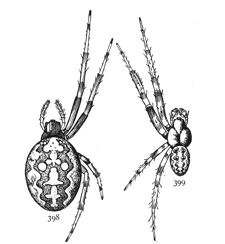 Figs. 398, 399. Epeira insularis, enlarged
twice.—398, female. 399, male.