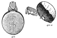 Figs. 401, 401a. Epeira
thaddeus, enlarged four
times.