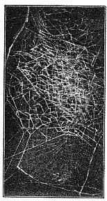 Fig. 409. Web of Epeira
labyrinthea with large irregular
web around the
nest. One-third the real
size.