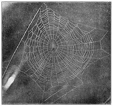 Fig. 420. Unfinished web of Epeira stellata with the spider hanging near the center.
Half the real size.