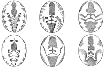 Fig. 487. Varieties of marking on the abdomen of
Dictyna muraria.