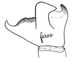 Fig. 492. Tibial joint of male
Amaurobius ferox for comparison
with that of Amaurobius
sylvestris (fig. 490).